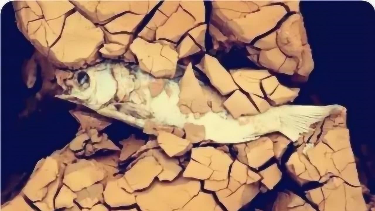 杜兹肺鱼世界上神奇的鱼