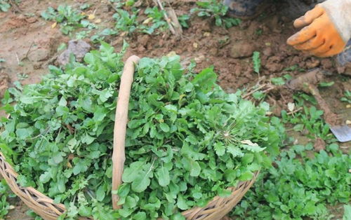 ÷�������� ÷�����Ƥ�����Ļ���Ӳ��