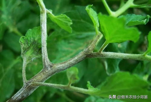 淋病对以后有影响吗_淋病影响正常生活吗 淋病对以后有影响吗_淋病影响正常生活吗