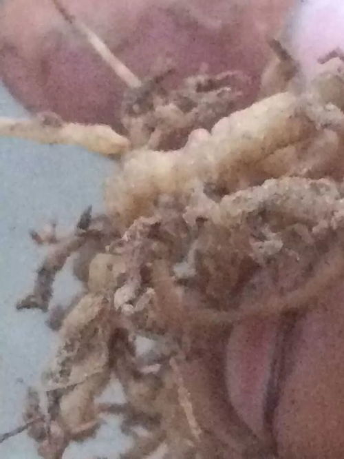 艾滋病检测大揭秘 多久能知道结果 艾滋病检测大揭秘 多久能知道结果