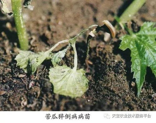 Ů�Ե��ܲ��ؽڻ�����