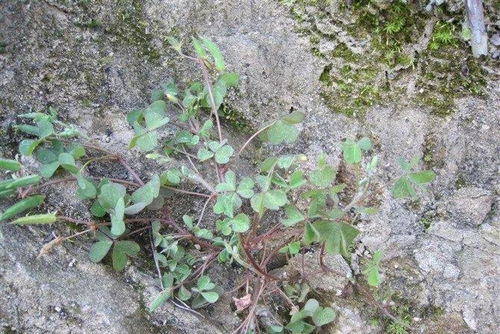 艾滋病的症状有哪些 艾滋病的症状有哪些