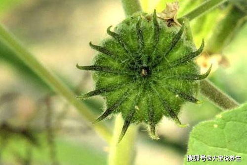 ˤ����Ժ �����Ŀ��Ȼ����÷�����̲� 