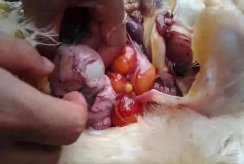 女性一期梅毒的早期症状 女性一期梅毒的早期症状