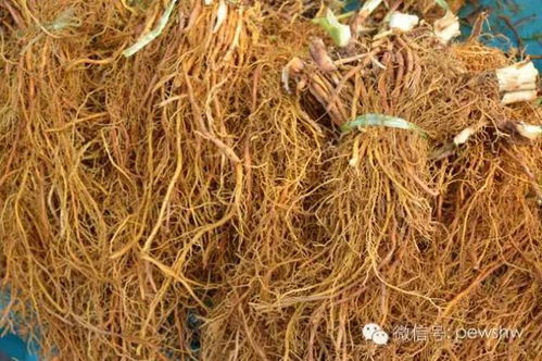 女孩得梅毒用什么药最好