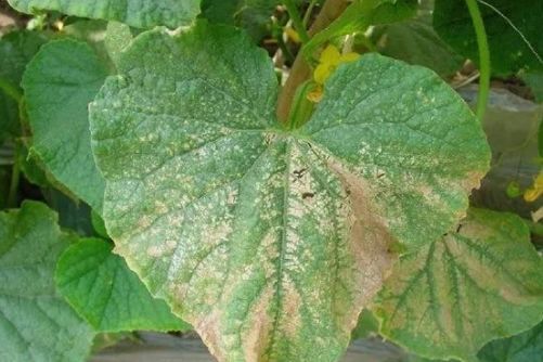 胃难受恶心想吐是什么病症 胃难受恶心想吐是什么病症