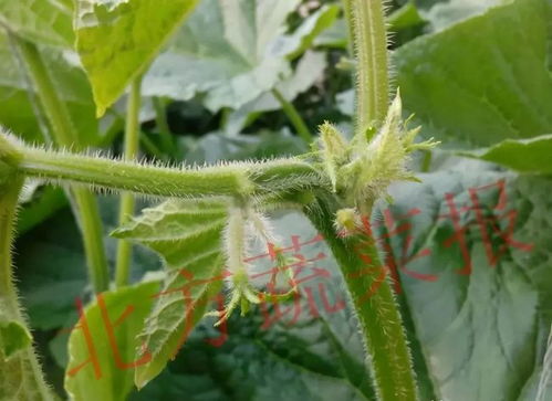 艾滋病如何申请特殊门诊 艾滋病如何申请特殊门诊