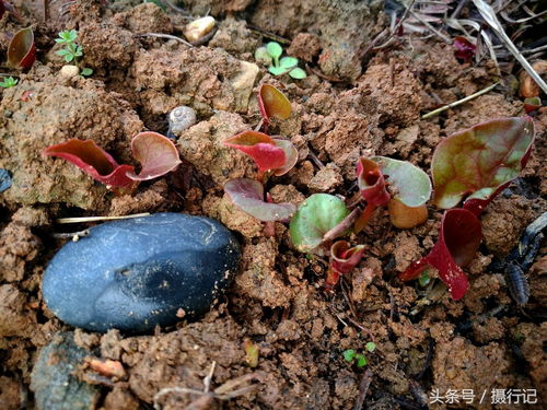 不同时期的梅毒要怎样治疗 不同时期的梅毒要怎样治疗
