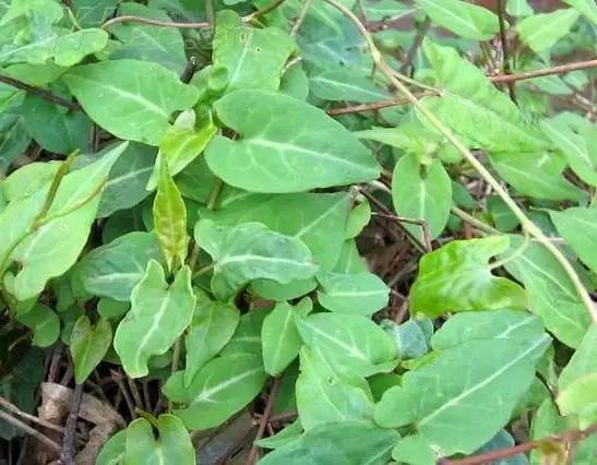 洗牙挂洗牙科还是牙周科 洗牙挂洗牙科还是牙周科