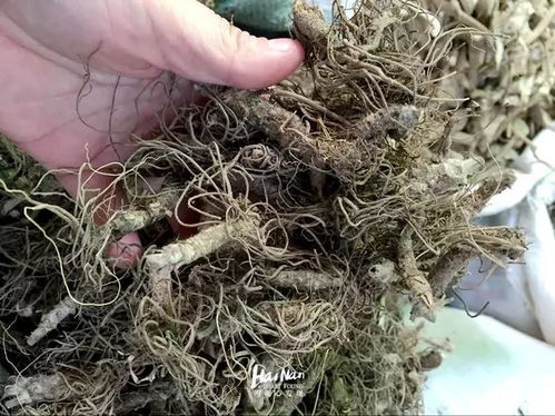 ���㲨δ����С����˭