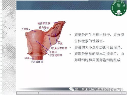 为什么每次快来例假都拉肚子 为什么每次快来例假都拉肚子
