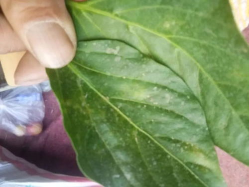 大清最悲惨同治皇帝 竟然死于梅毒尸骨被毁 大清最悲惨同治皇帝 竟然死于梅毒尸骨被毁