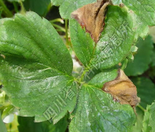艾滋病在初期会有哪些口腔方面的症状 艾滋病在初期会有哪些口腔方面的症状